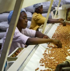 hands sorting peanuts